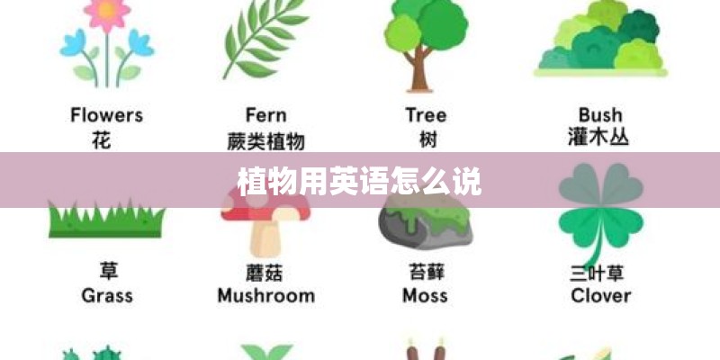 植物用英语怎么说