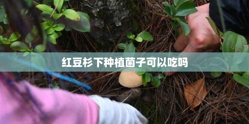红豆杉下种植菌子可以吃吗