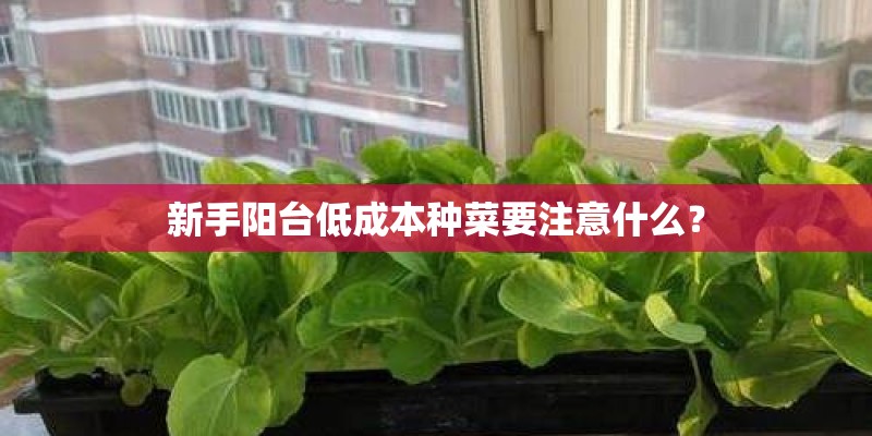 新手阳台低成本种菜要注意什么？