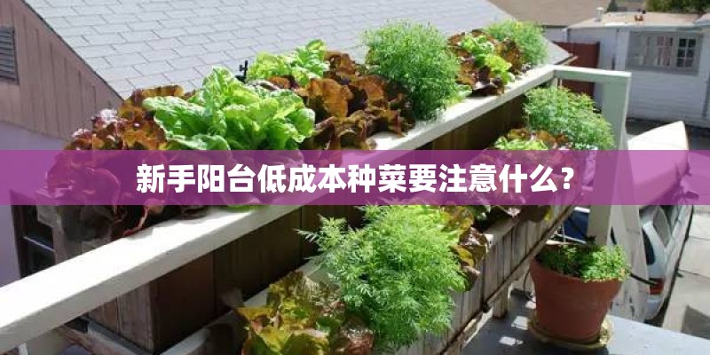 新手阳台低成本种菜要注意什么？