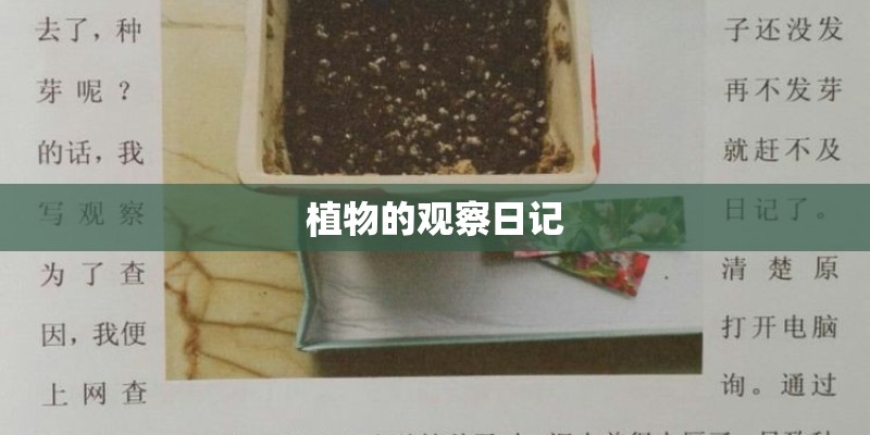 植物的观察日记