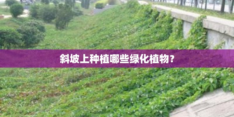 斜坡上种植哪些绿化植物？