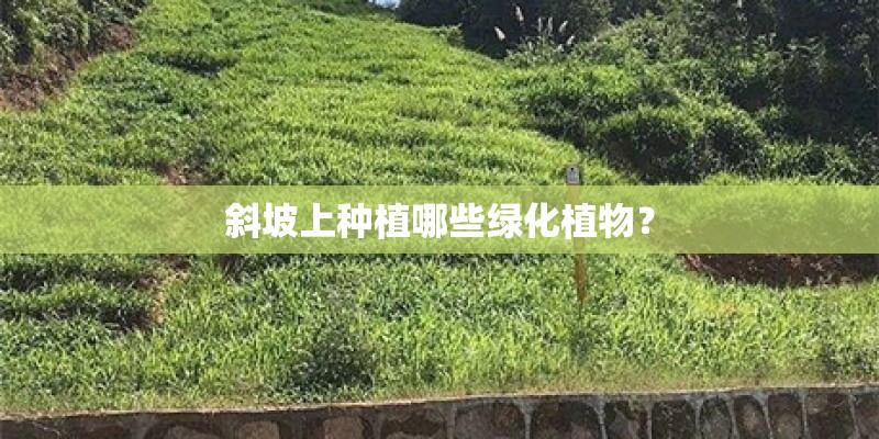 斜坡上种植哪些绿化植物？