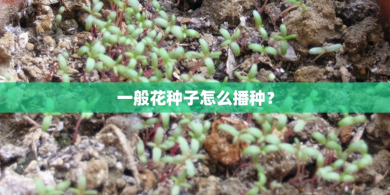 一般花种子怎么播种？