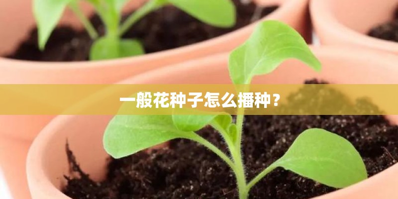 一般花种子怎么播种？