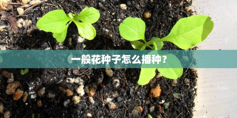 一般花种子怎么播种？