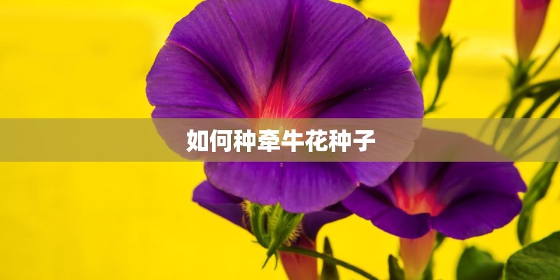 如何种牵牛花种子
