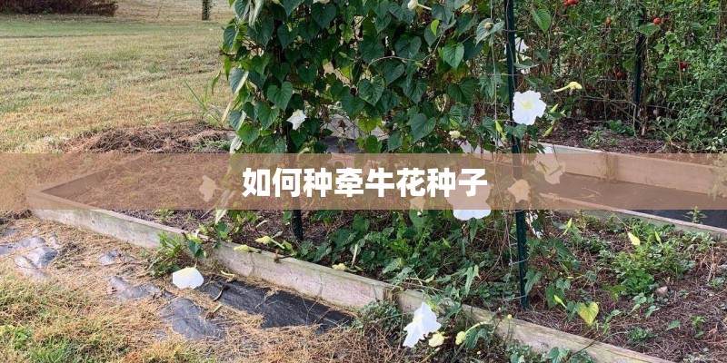 如何种牵牛花种子