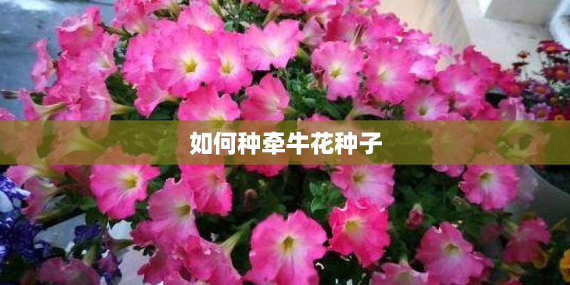 如何种牵牛花种子