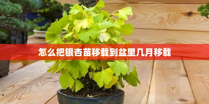 怎么把银杏苗移载到盆里几月移载