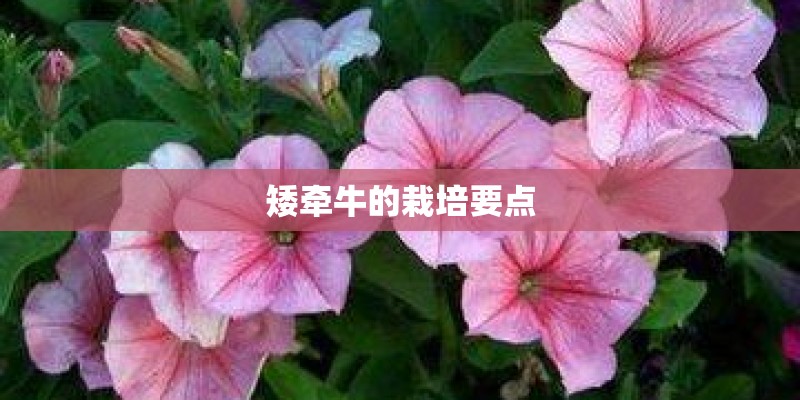 矮牵牛的栽培要点