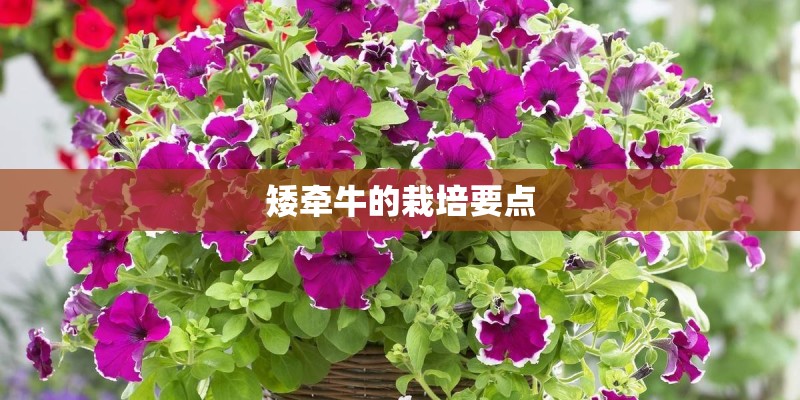 矮牵牛的栽培要点