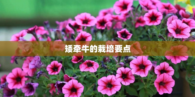 矮牵牛的栽培要点