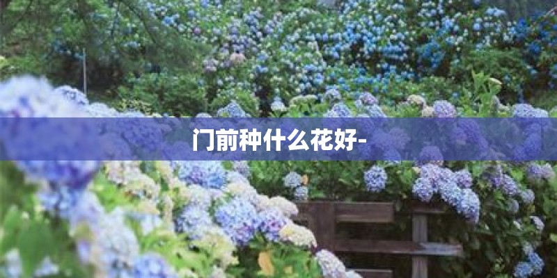 门前种什么花好-