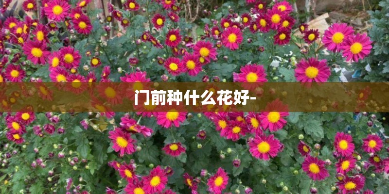 门前种什么花好-