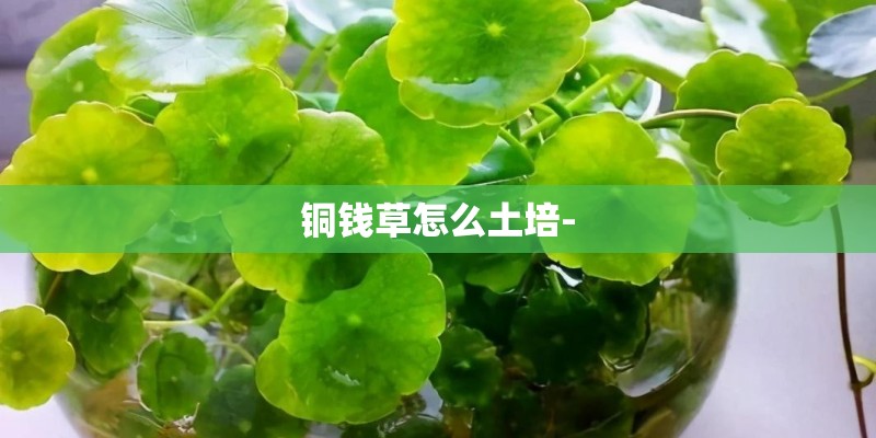 铜钱草怎么土培- 铜钱草怎么土培-