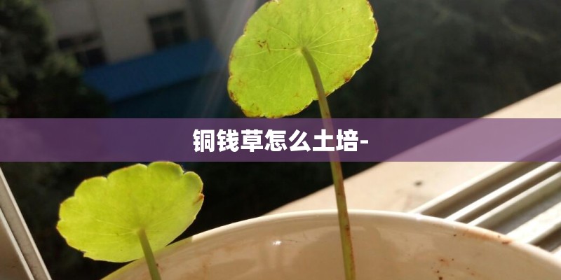 铜钱草怎么土培- 铜钱草怎么土培-