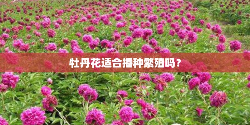 牡丹花适合播种繁殖吗？