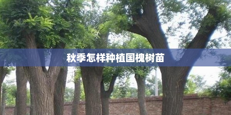 秋季怎样种植国槐树苗