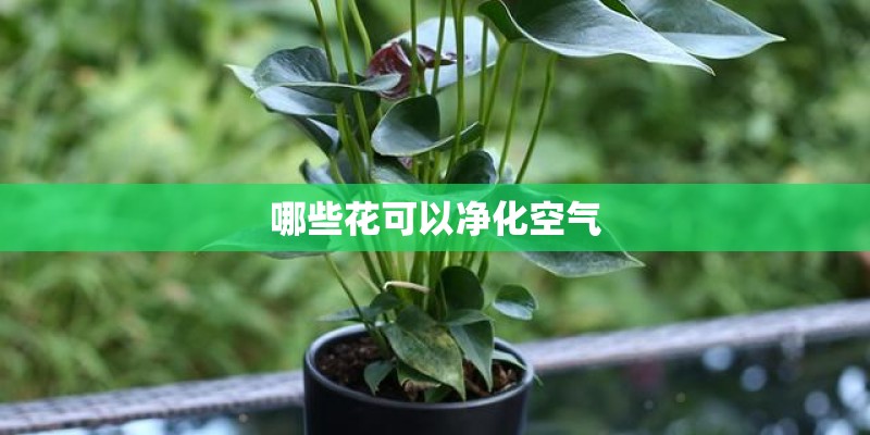 哪些花可以净化空气