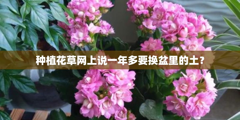 种植花草网上说一年多要换盆里的土？