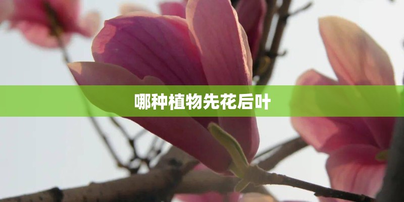 哪种植物先花后叶