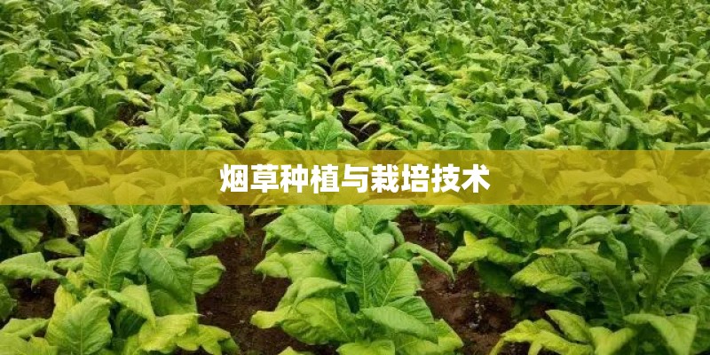 烟草种植与栽培技术