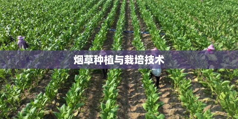 烟草种植与栽培技术