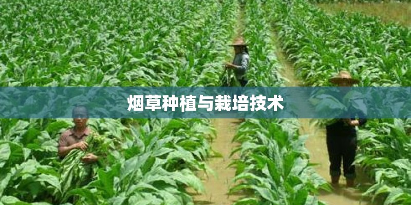 烟草种植与栽培技术