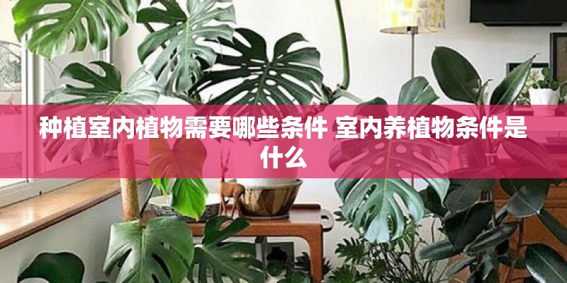 种植室内植物需要哪些条件 室内养植物条件是什么