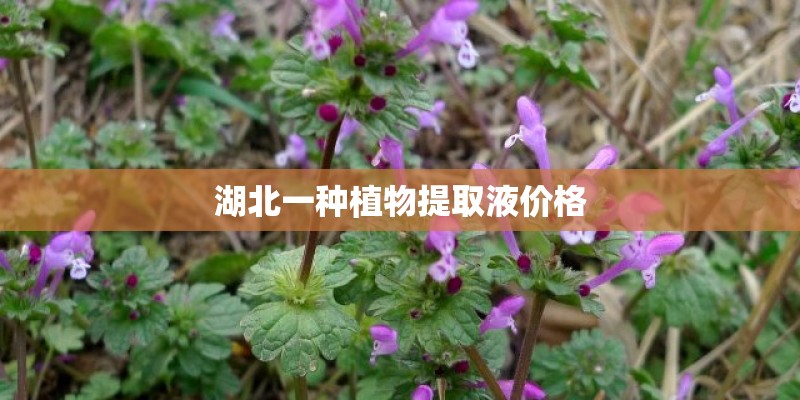 湖北一种植物提取液价格