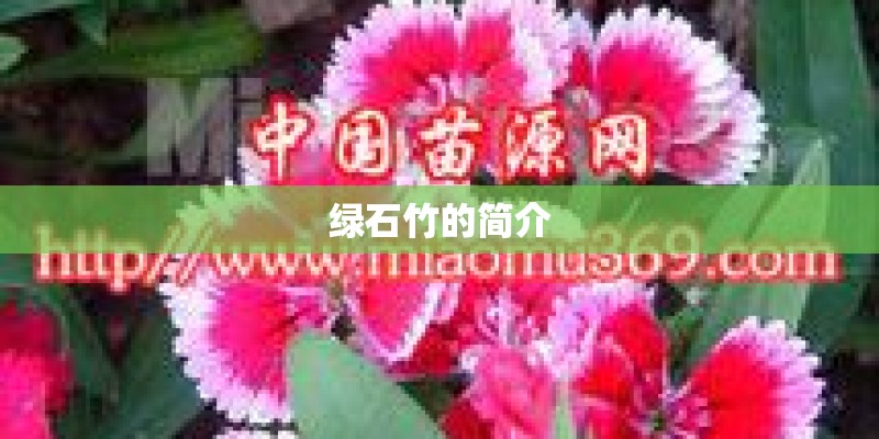 绿石竹的简介
