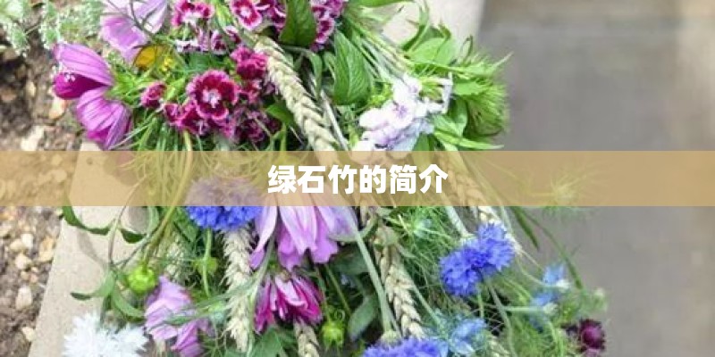 绿石竹的简介