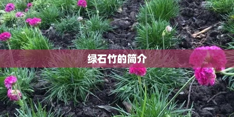 绿石竹的简介