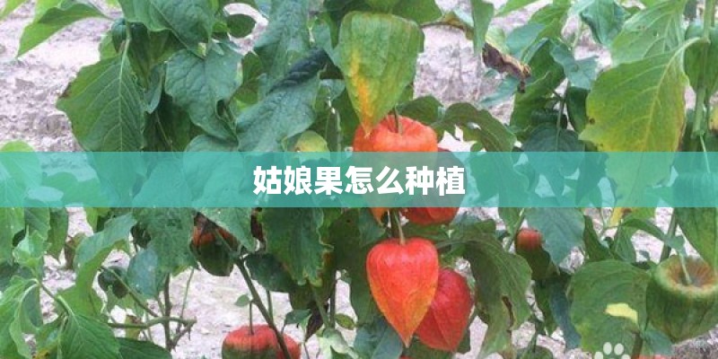 姑娘果怎么种植
