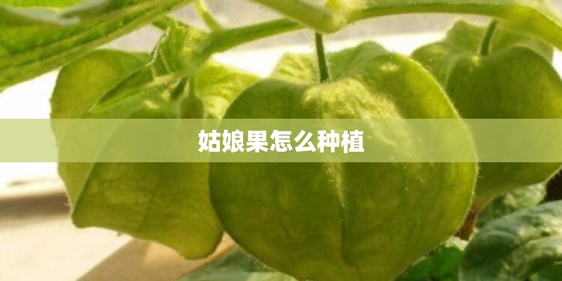 姑娘果怎么种植