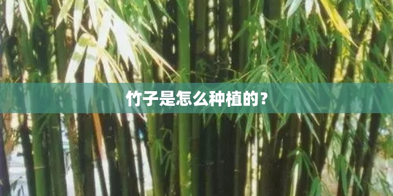 竹子是怎么种植的？