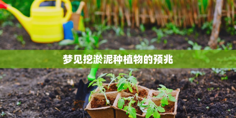 梦见挖淤泥种植物的预兆