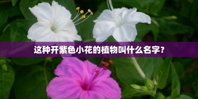 这种开紫色小花的植物叫什么名字？