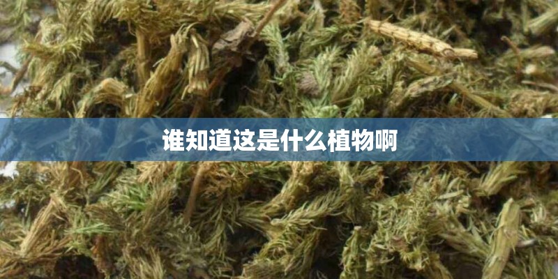 谁知道这是什么植物啊