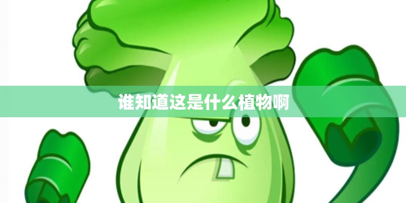 谁知道这是什么植物啊