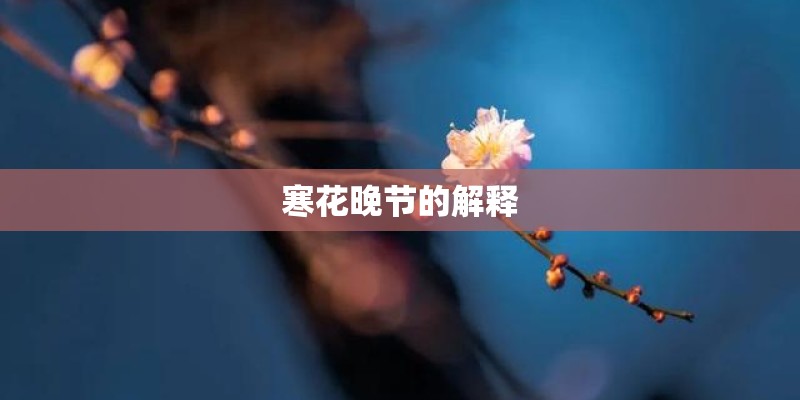 寒花晚节的解释