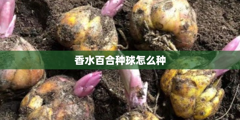 香水百合种球怎么种