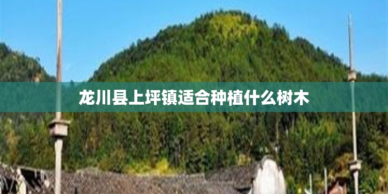 龙川县上坪镇适合种植什么树木