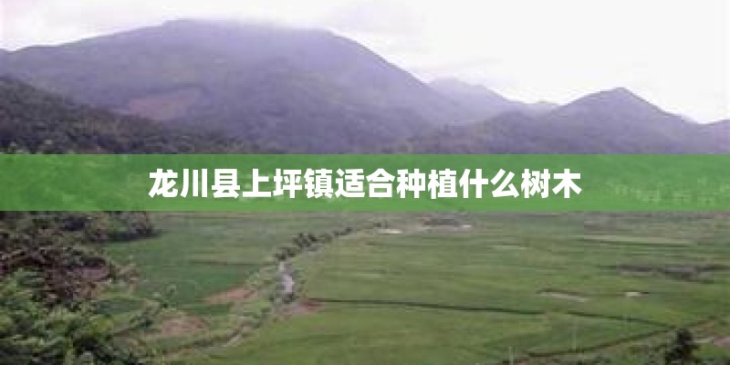 龙川县上坪镇适合种植什么树木