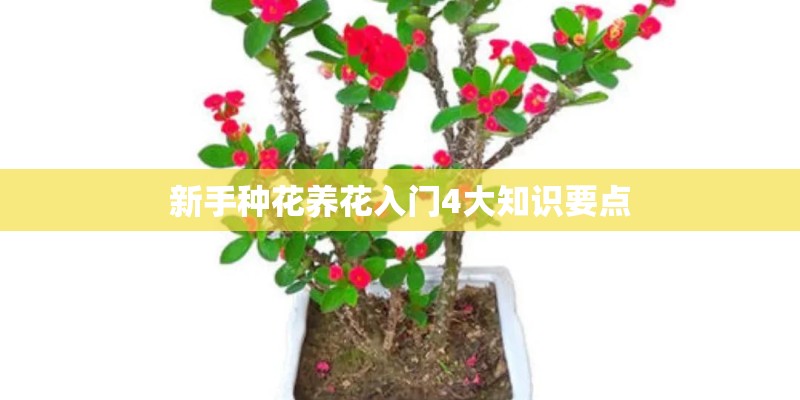 新手种花养花入门4大知识要点
