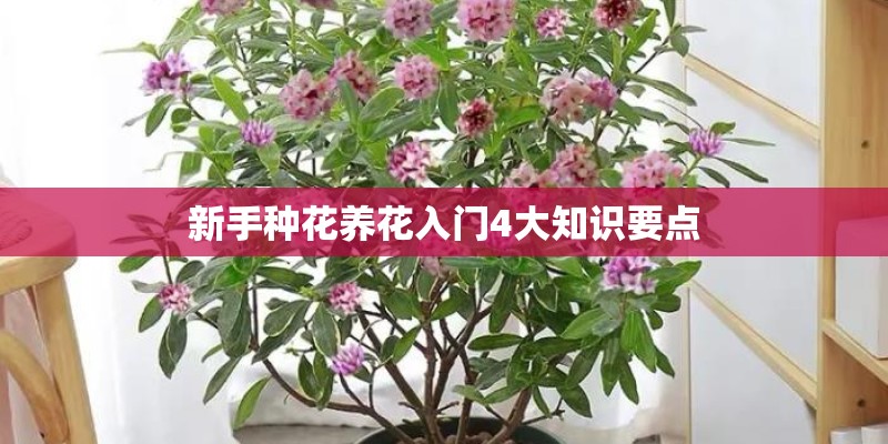 新手种花养花入门4大知识要点