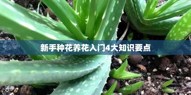 新手种花养花入门4大知识要点