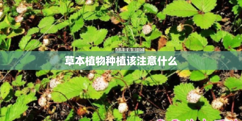 草本植物种植该注意什么