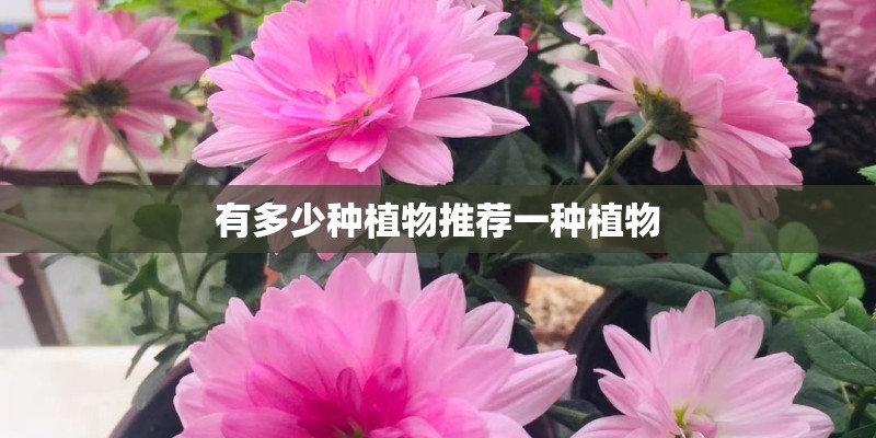 有多少种植物推荐一种植物